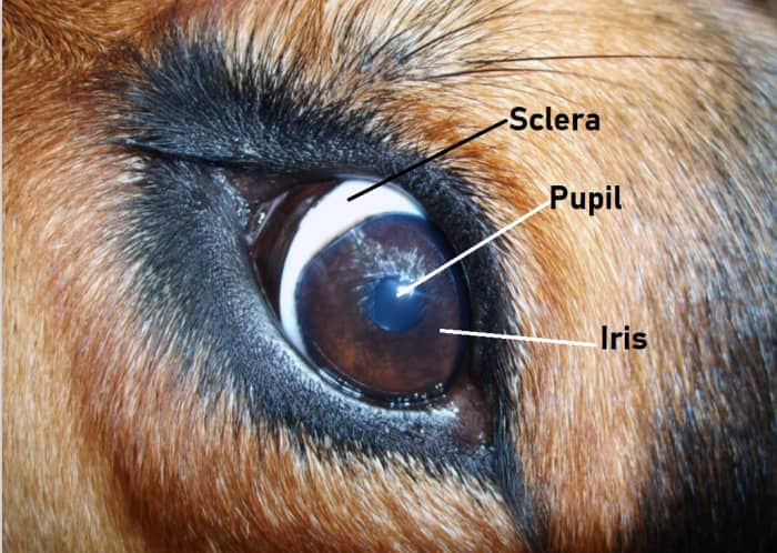 The sclera is the white portion of your dog's eye. When it shows, the dog is said to display "whale eyes."