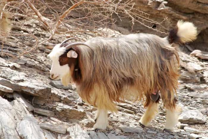 Jabal Akhdar is an important meat breed among other Omani goats namely Batinah, Dhofari, Jabbali, Sahrawi