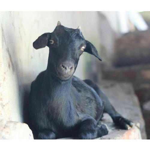 15 Best Goat Breeds for Meat PetHelpful