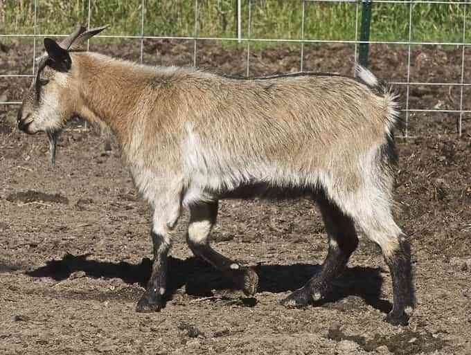 15 Best Goat Breeds for Meat PetHelpful