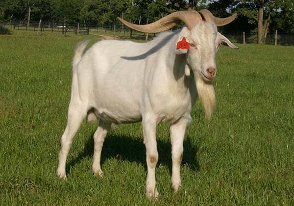 15 Best Goat Breeds For Meat Dengarden 