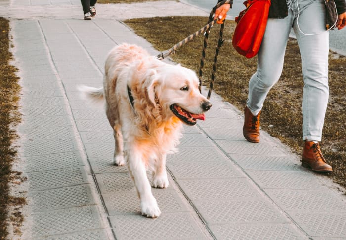 Taking my dog for long walks ranks at the top for wearing him out.