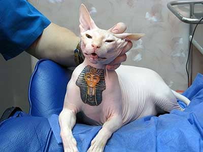 Как сообщается, российские владельцы кошек начали эту тенденцию татуировать лысых пород, таких как кошка сфинкс.