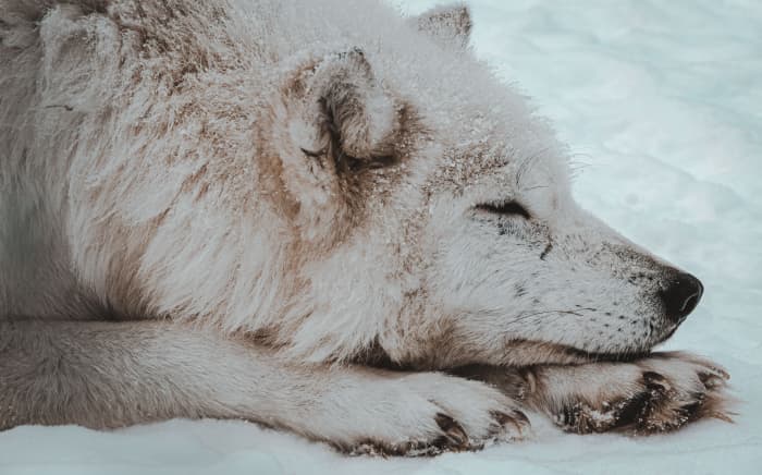 У чистых волков нет задних прибылых пальцев, хотя у некоторых гибридов волкособа они есть.