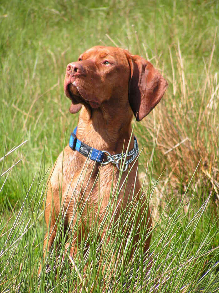 The Vizsla A Guide for Owners PetHelpful