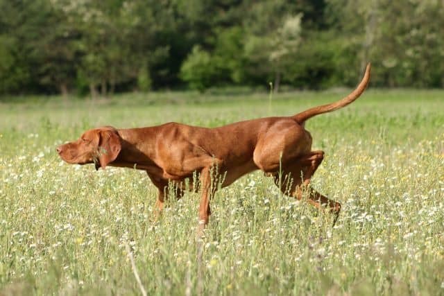 Aside from its companionship, the Vizsla makes for an excellent hunting dog with a specialization in pointing and retrieving.