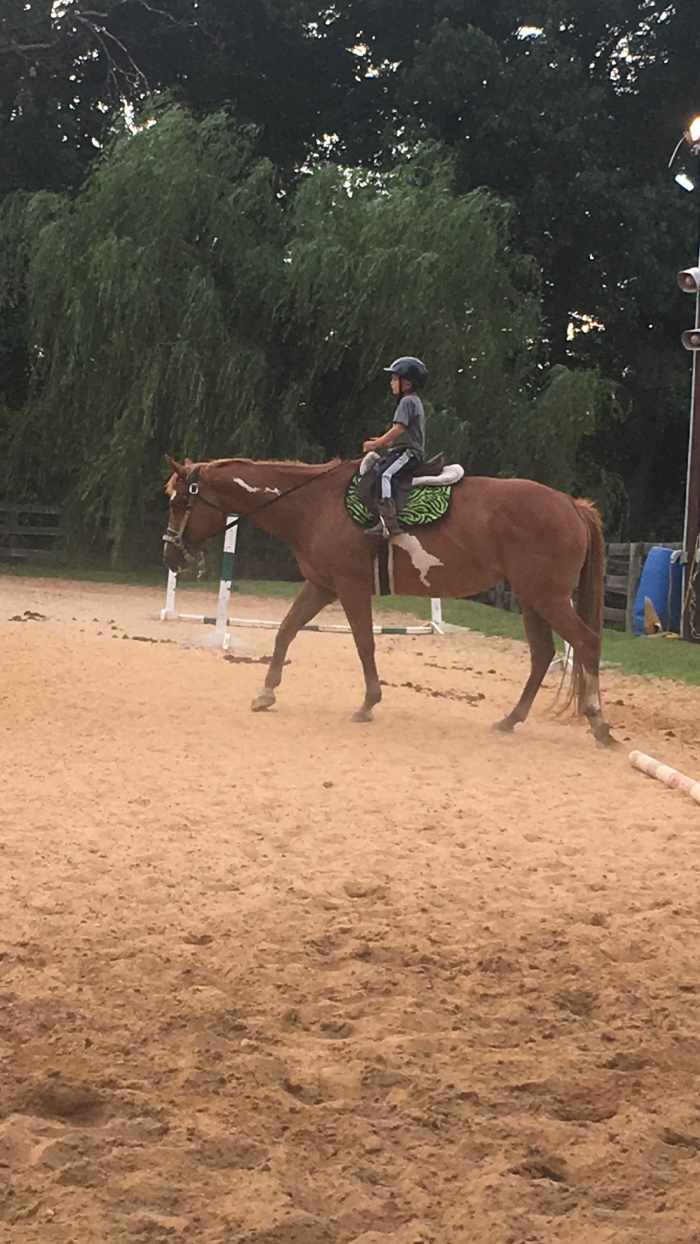 Mounted Games in Horseback Riding Lessons for Fun and Learning PetHelpful