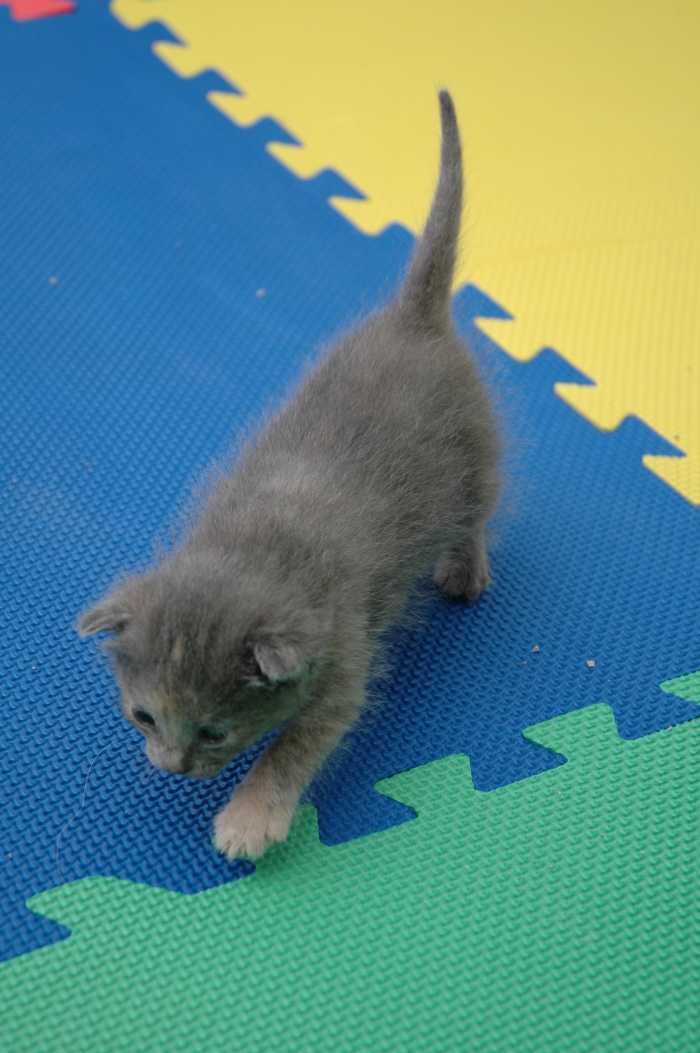 Will My Kitten's Blue Eyes Change Color? Kitten Questions