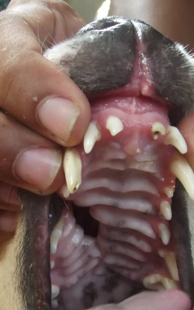A dog with an oronasal fistula will have a runny nose from one side whenever he eats or drinks.
