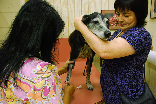 Your vet might need to do blood tests to figure out why your dog has a runny nose.