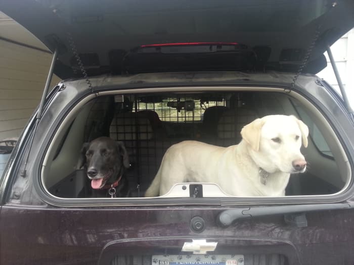 If you're going to take them with you - TAKE THEM WITH YOU - do not leave your pets in your vehicle! Respiratory distress happens faster than you think.