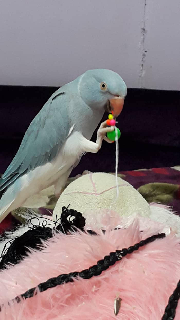 Parrots may display behavioral problems, but there are solutions. For example, give your parrot toys to play with. This will keep him/her mentally stimulated and will prevent boredom and excessive screaming.