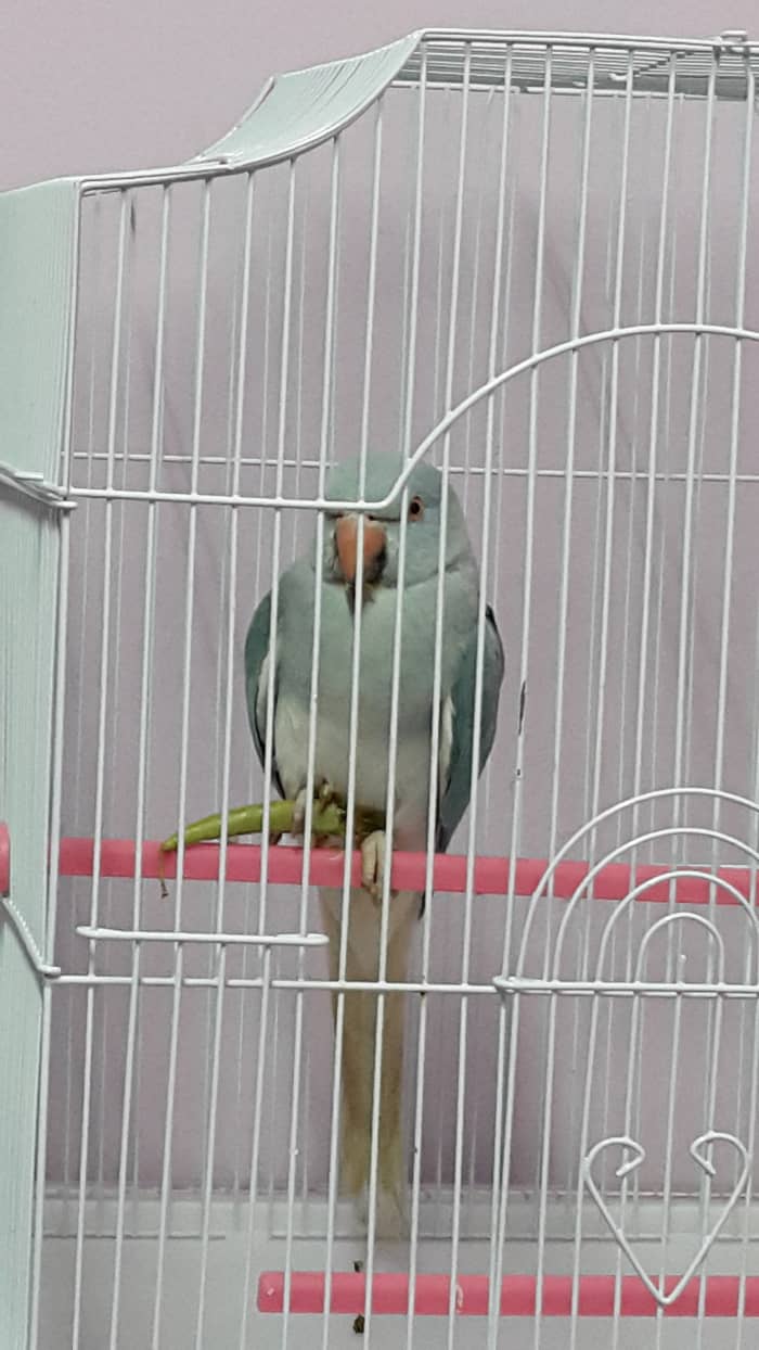 One endearing quality of Puffy was that he used to forget that he hadn't eaten and would doze off with his food held in his foot. This literally made us smile regardless of our moods.
