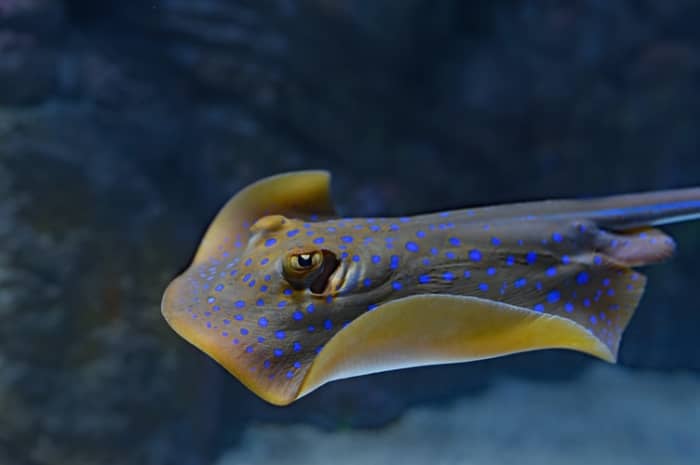 Stingrays are an impressive addition to a large home marine aquarium, although they are not considered to be a species for novice owners.