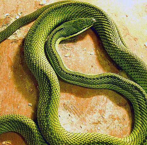 Hognose snakes rarely bite, but there are some bite incidents where edema, redness, blister formation, and cellulitis were reported.
