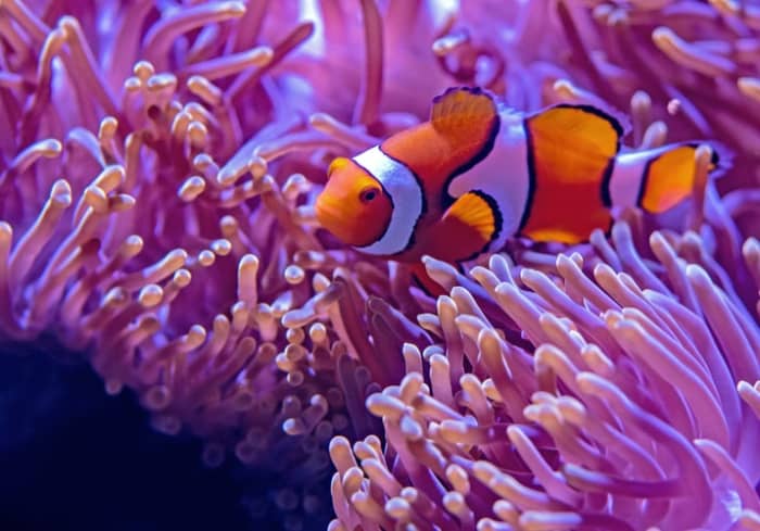 Sea anemones are animals that belong to the phylum Cnidaria along with jellyfish, corals, and hydroids.