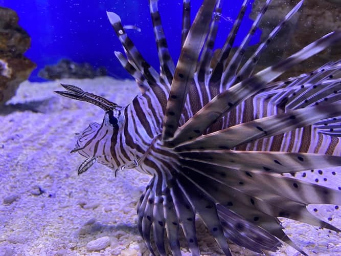 More than 50% of the world's venomous vertebrates are fish, and scorpion fish (Family Scorpaenidae) are probably the most famous examples.