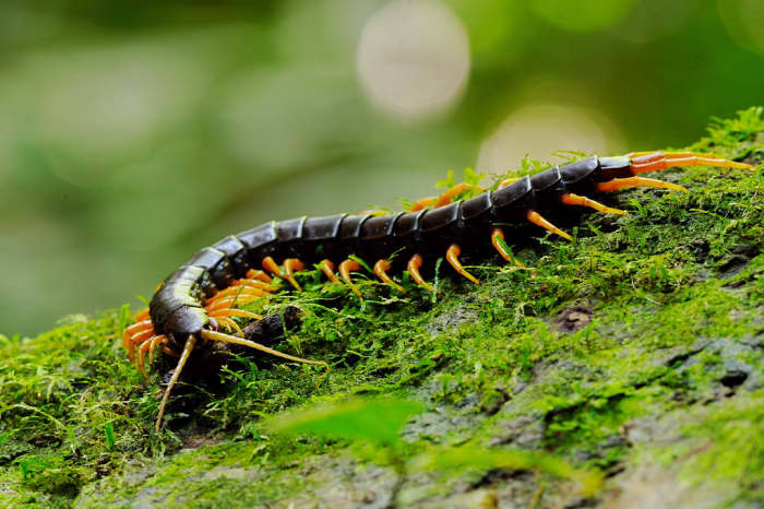 Giant centipedes are kept as pets by arthropod enthusiasts despite their apparent painful bites.