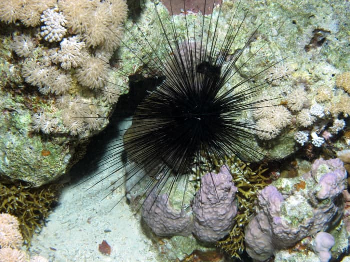 Despite their prickly appearance, not all sea urchins can harm humans. There are some exceptions, however.