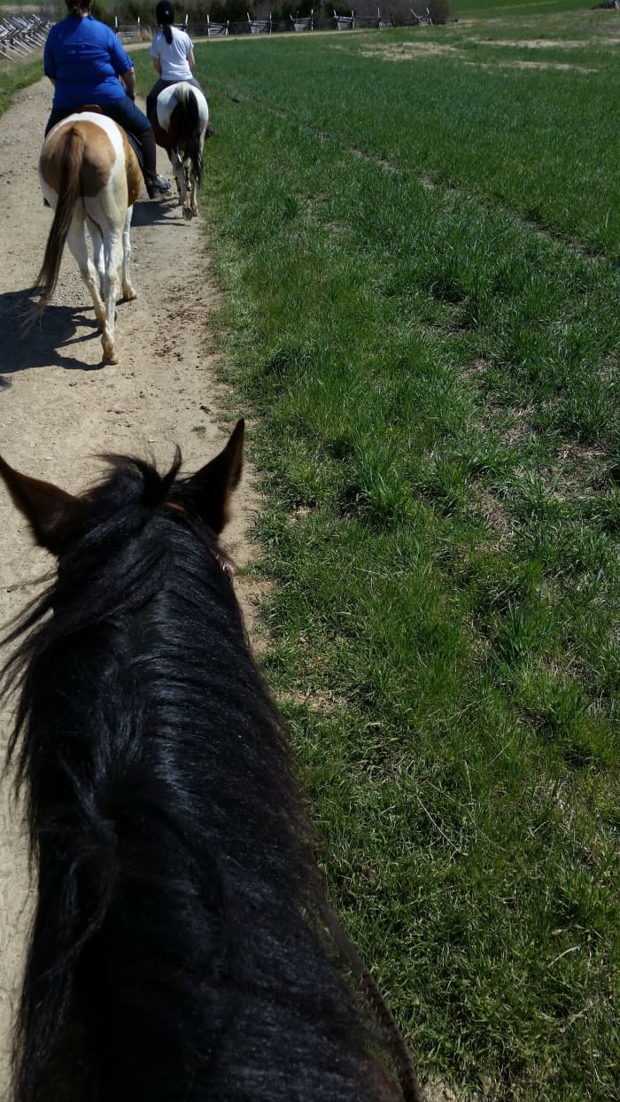 Trail horses following each other along. Actually, these are my horses on a trail ride not trail ride horses from a rental place, but you can see they like to follow each other along, not much steering necessary!