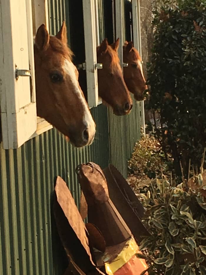 It is a matter of opinion whether you should leave your horses in or out during a bad storm. There is no wrong answer, it is whatever you are most comfortable with.