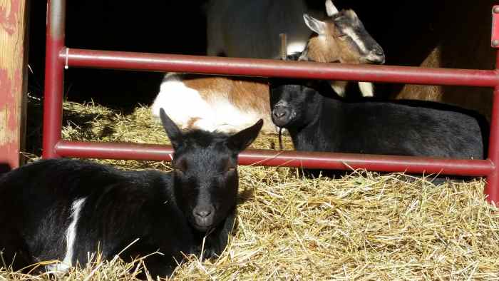 The two black goats, June and Carter, I got as weaned babies, one turned out super friendly, the other sweet but skittish. The brown and white one in the back was not a bottle-baby and he is only interested in people when there is food involved.
