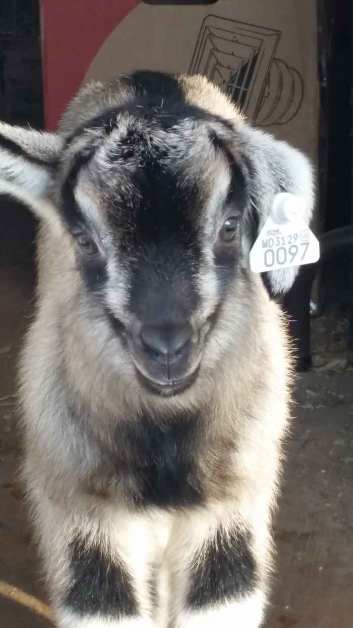 This is Goater, he turned out wild and crazy,but super people oriented since he was bottle-fed.