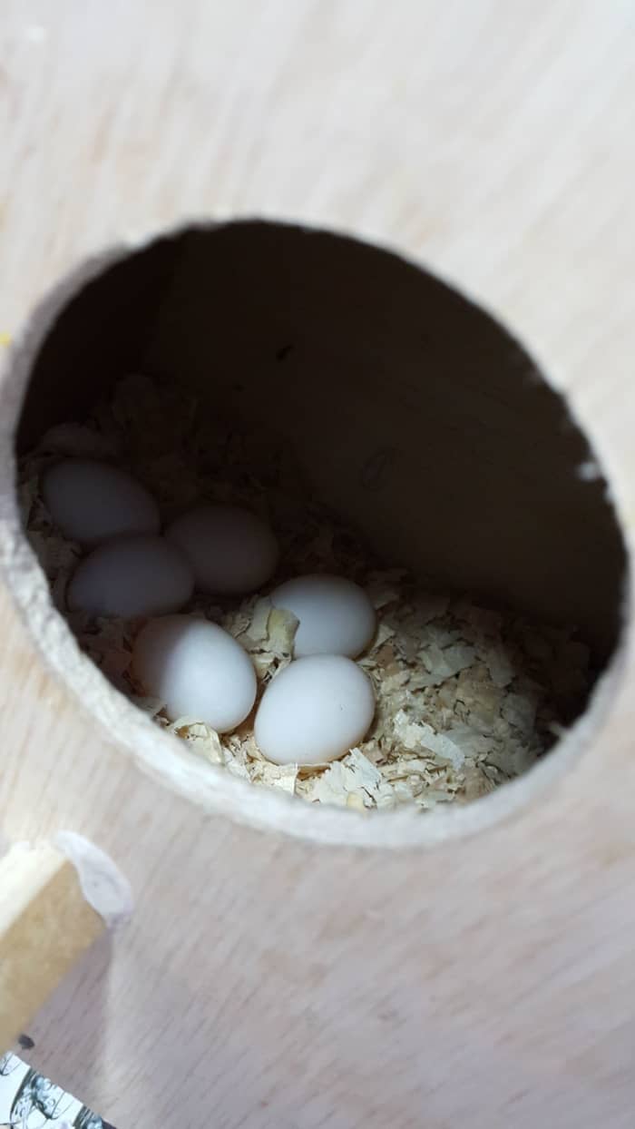 Lovebird eggs in a nest box. When a chick is born, place it between two eggs for support.