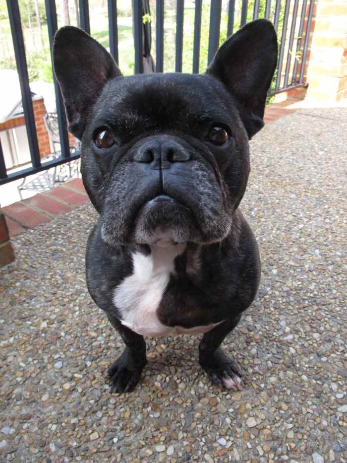 Choosing, Raising, and Caring for a French Bulldog PetHelpful