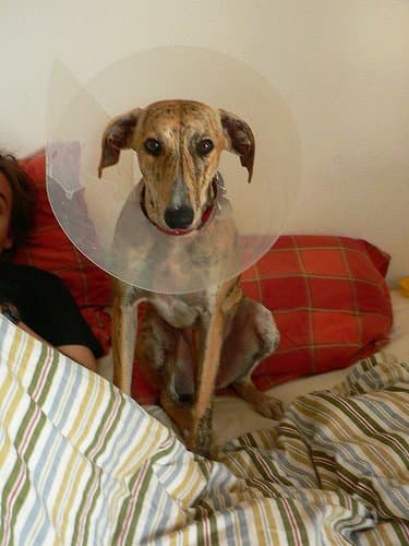 If you take your dog in to your vet for further care, they will probably put a collar on them so that they cannot chew on the wound.