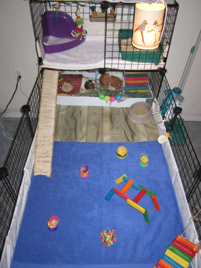 How to Clean a Guinea Pig's Cage (Fast and Easy) PetHelpful