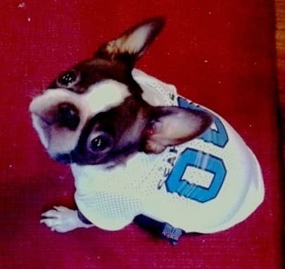 Boston terriers need a little extra warmth in the wintertime. This dog is dressed in her Seattle Seahawk's football jersey to root them on at the 2012 playoffs.