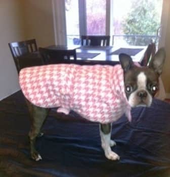 How to Fit a Boston Terrier for Clothing - PetHelpful
