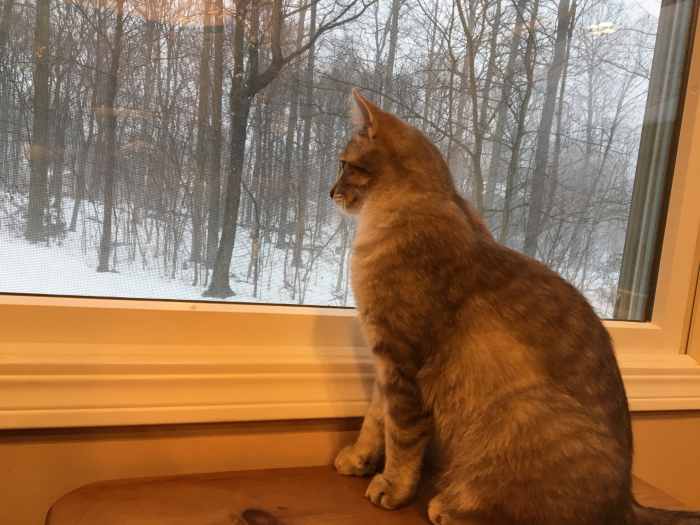 5 Ways to Stop a Cat From Spraying Indoors HubPages