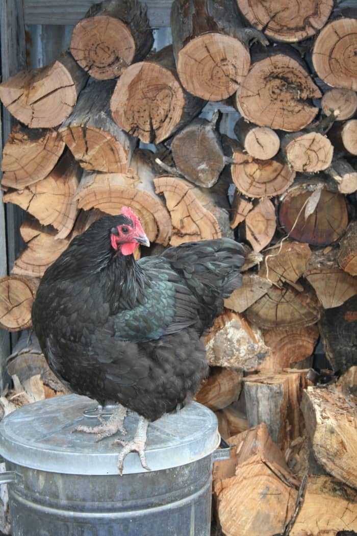 We keep our chickens' scratch mix in a metal bin. Is it a clever hen or a lazy one who chooses to sit on it when all the others are free ranging? LOL.