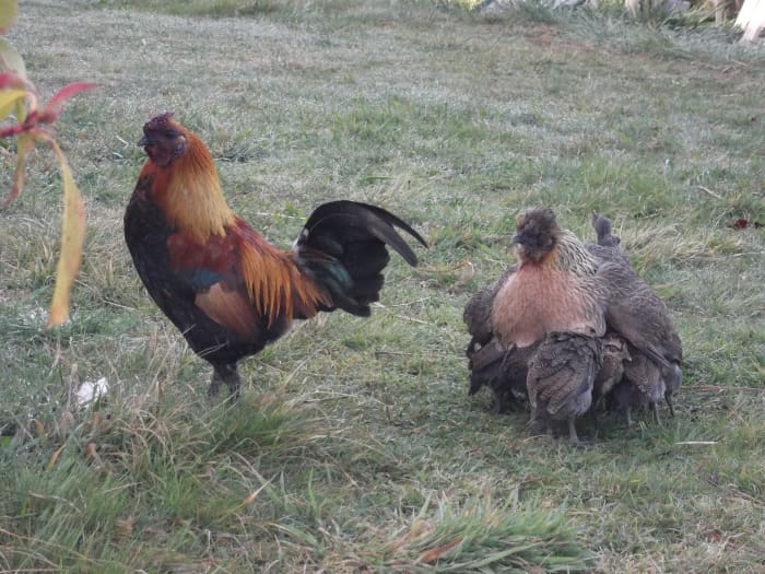 Proud Indonesian Jungle Fowl rooster with his family. Not the best choice for backyard chickens. They fly too well to contain in a small backyard.
