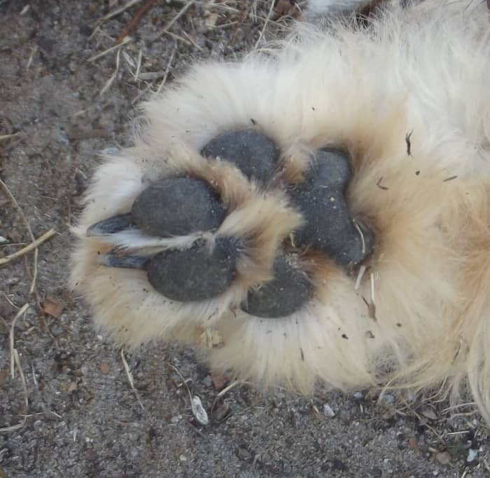 If your dog has long hair and you are not able to examine the paw for swelling, check to see if the toes are parallel.