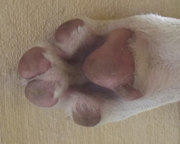 Some feet are naturally wide without being swollen. Look at your dog every day so that you are aware what is normal.