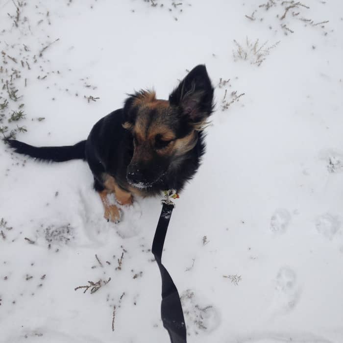 Dogs will still want to play no matter the weather. Know when it's too cold for them to be out for long periods of time.