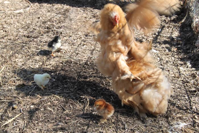 A broody hen will flog any creature she feels is threatening her chicks, even if it turns out to be just another hen.