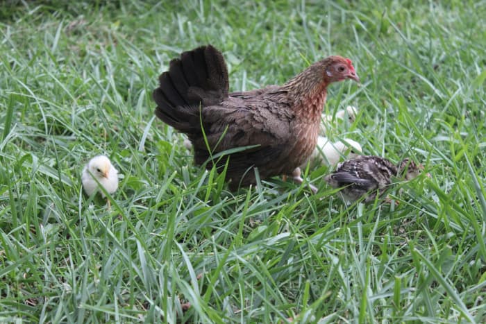 A diminutive old English game broody leads her mixed brood of chicken and turkey chicks that she adopted after her own clutch of eggs was lost.
