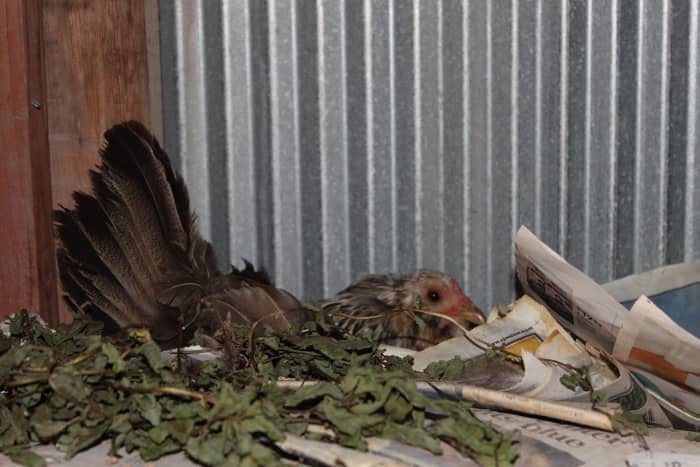 Hens will sometimes choose inconvenient locations to brood. It is important not to try to relocate a hen's nest without taking the necessary steps.