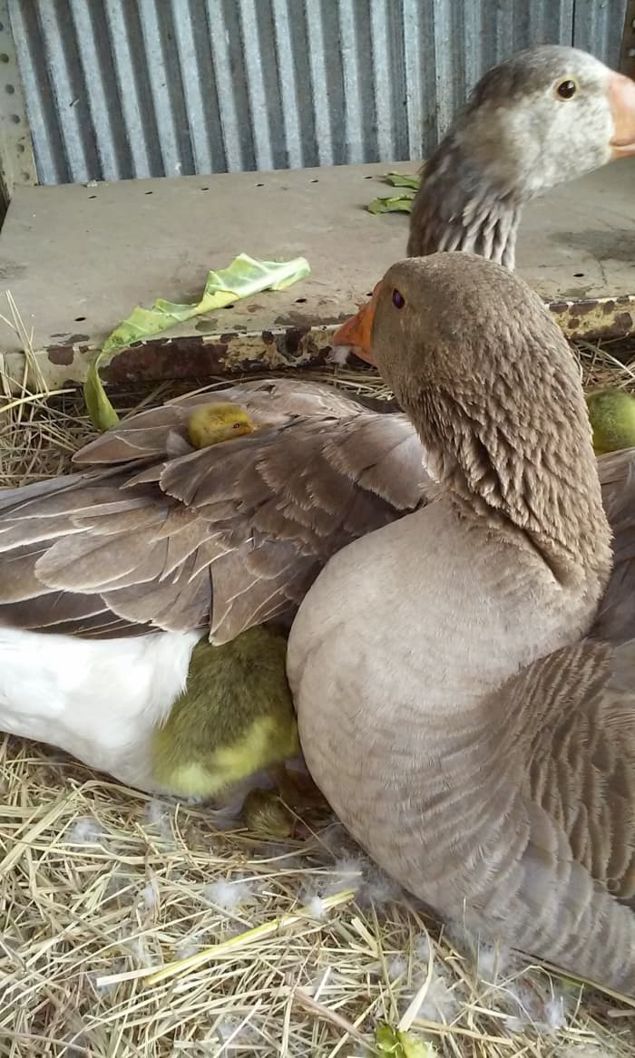 Mother geese can be ferocious protectors of their brood, but if they trust you, they will allow you to handle their eggs and goslings.