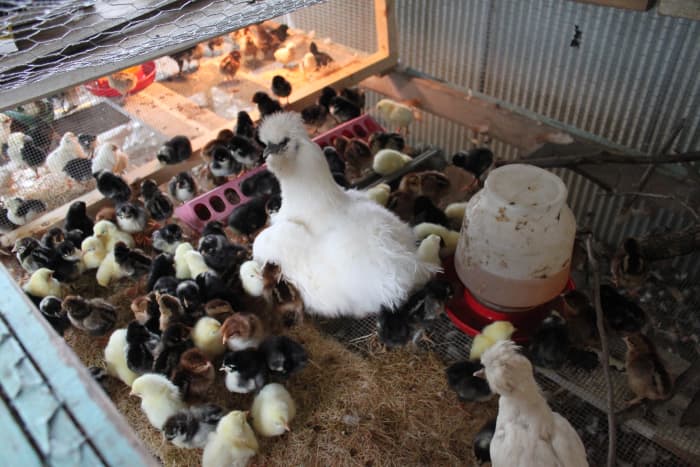Some hens will insist on taking every chick they see under their wing. Observe your hen to determine if she is a good broody.