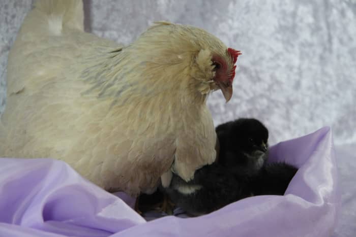 When this hen lost her only chick to hypothermia, she was introduced to a new brood and adopted it without hesitation.