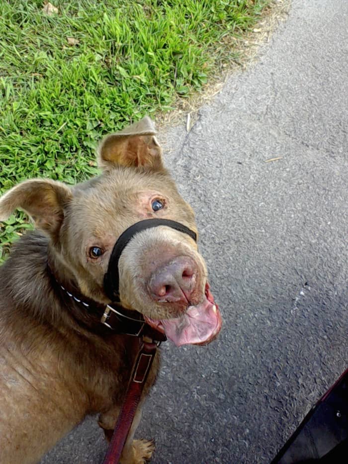 My dog, Ice, is always ready for a walk and with the proper safety face harness, can trot along beside the scooter. Proper nutrition habits, good quality food and plenty of exercise are key to a healthy, active pet.