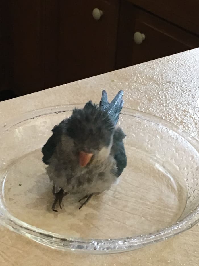 Quakers naturally bathe in the wild. A small dish or a misting bottle will work to fulfill this need for your parrot.