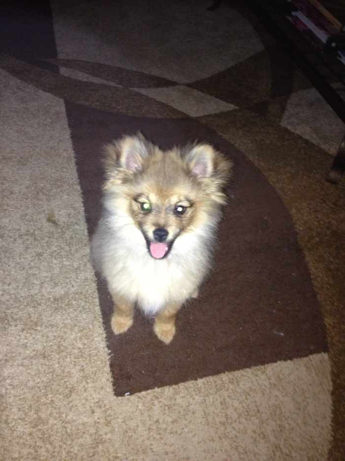 A Howto Guide for Caring for a Pomeranian PetHelpful