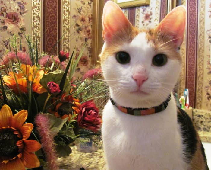 This is one of my cats, Stella, rescued from a paper mill that was closing. She was fearful and dirty gray at the time, but she cleaned up beautifully. She is such a good friend.