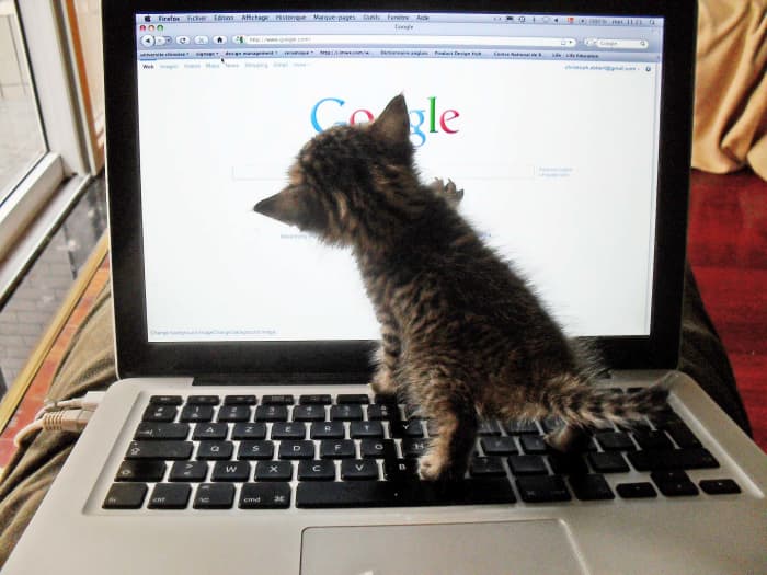This kitten is Googling himself for the first time. What a little rascal!